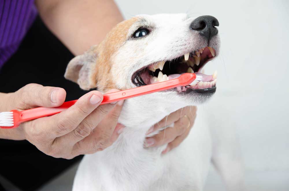 can dogs die from bad teeth